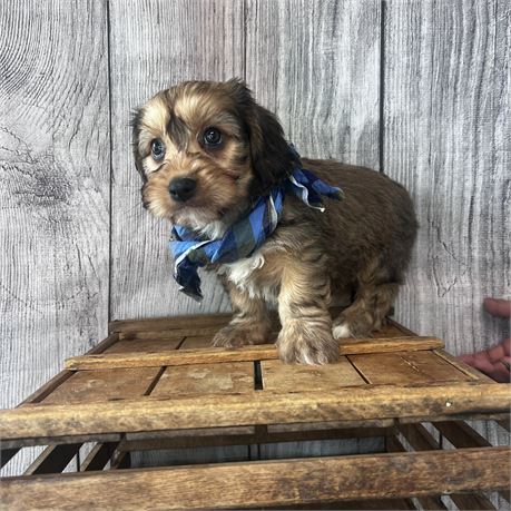 Male Havanese/Cavalier