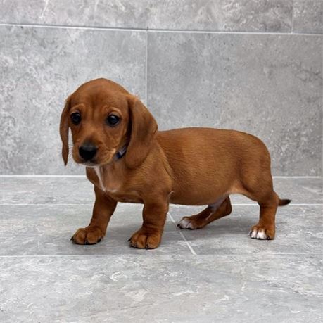 Dachshund 26235-01