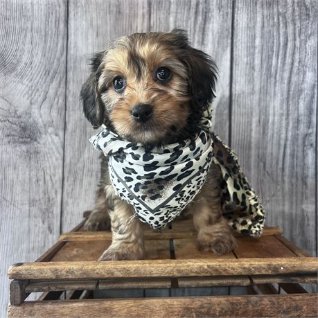 Female Havanese/Cavalier