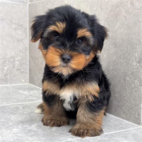 Yorkie 26236-02
