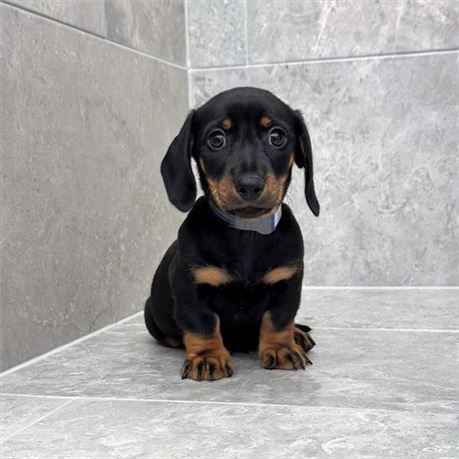 Dachshund 26235-04