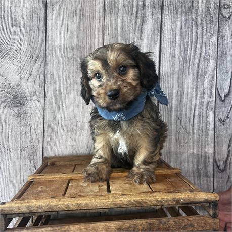 Male Havanese/Cavalier