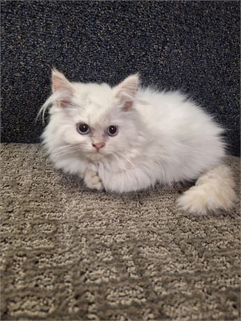 Himalayan flame-point male