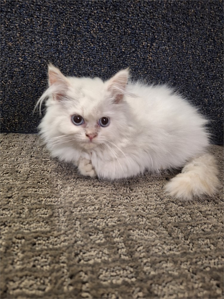 Himalayan flame-point male