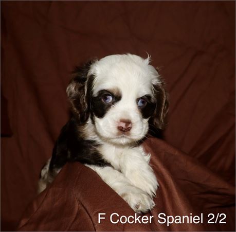 Female Cocker Spaniel