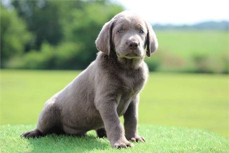 AKC Silver Lab Yellow collar