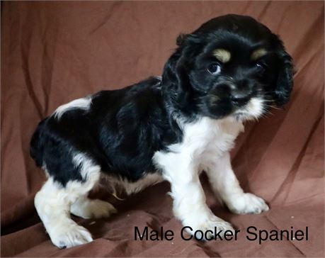 Male Cocker Spaniel