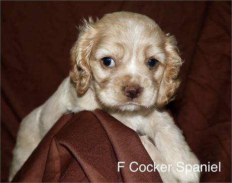 Female Cocker Spaniel
