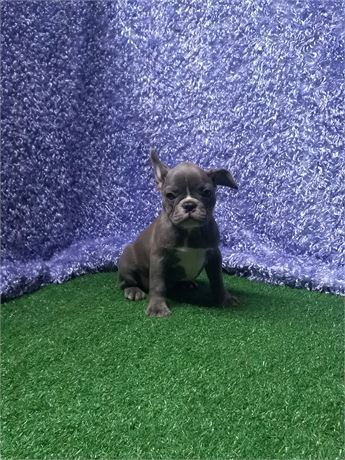 [  Lewis ]  Frenchie  boy