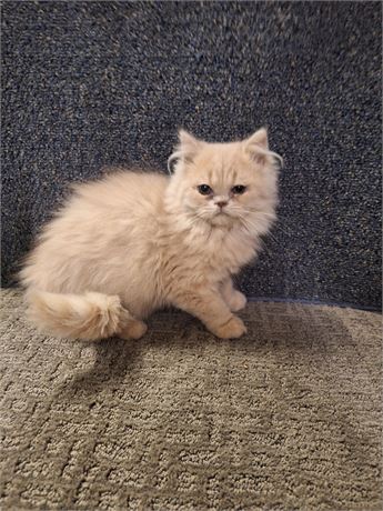Persian Cream female