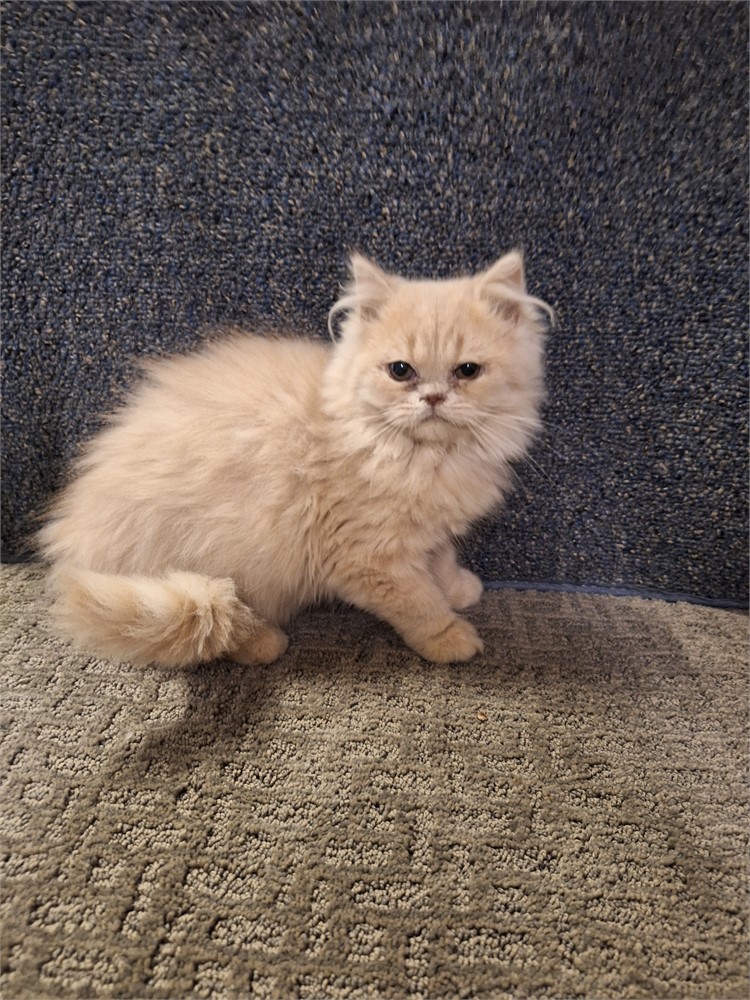 Persian Cream female