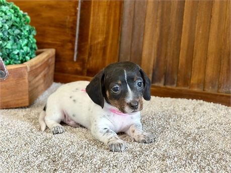 Mini Dachshund
