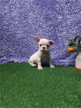 * Elsie * Frenchie  girl