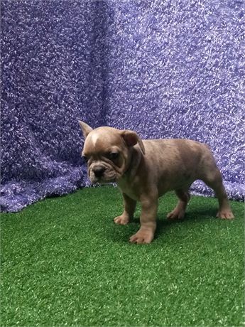 [  Elliot ]  Frenchie  boy