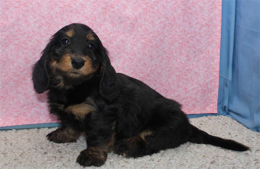 Female Dachshund