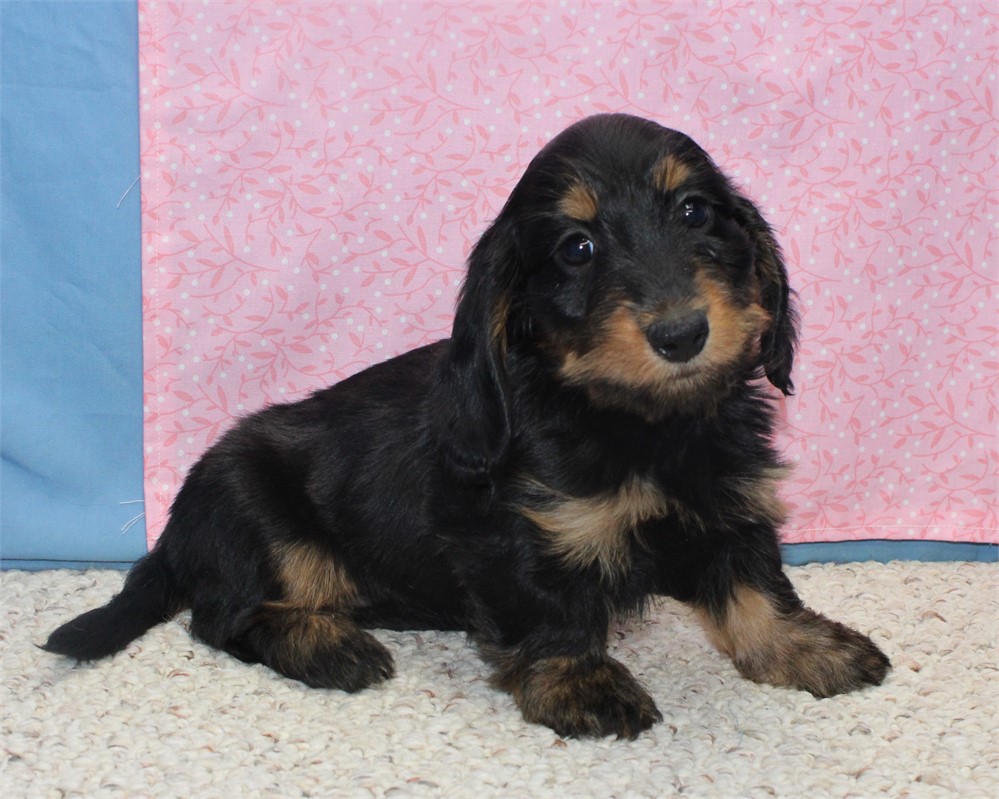 Female Dachshund
