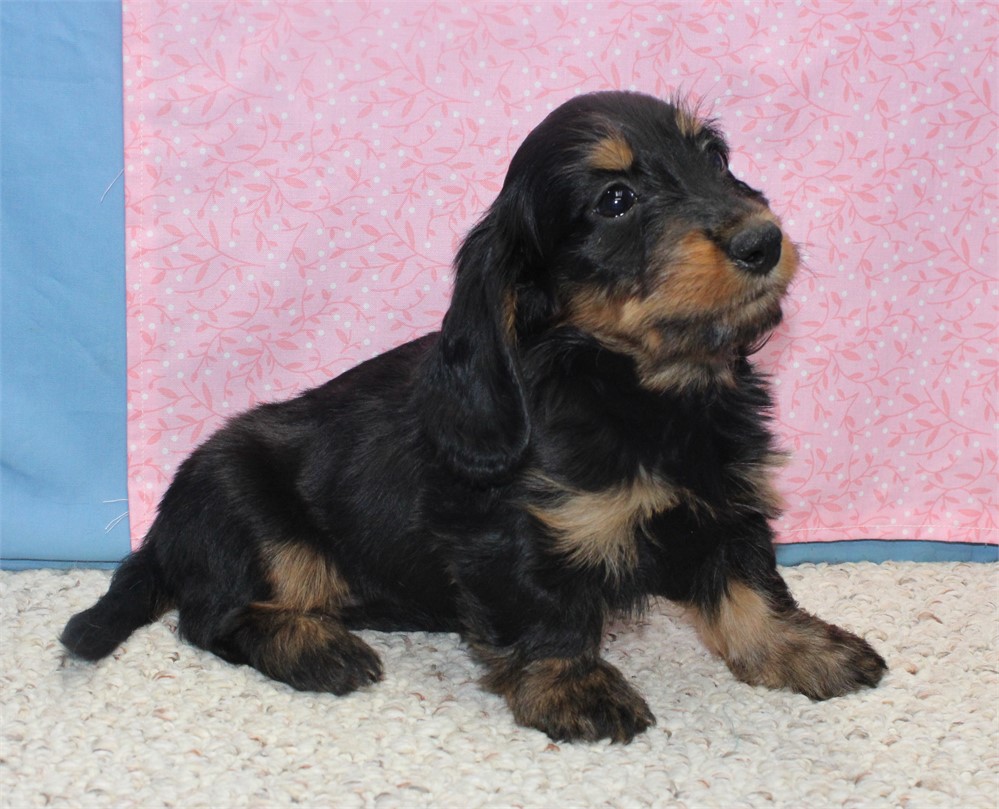 Female Dachshund
