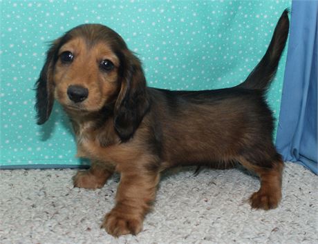 Male Dachshund
