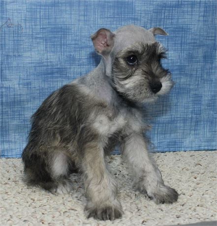 Male Miniature Schnauzer
