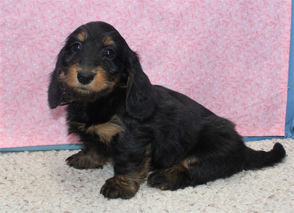 Female Dachshund