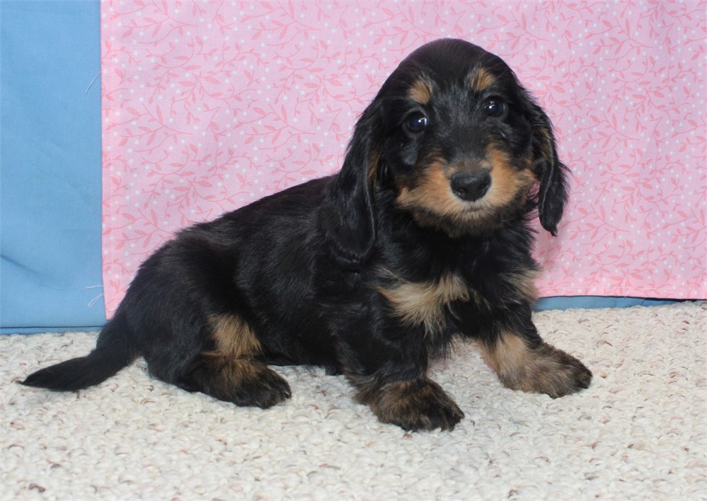 Female Dachshund