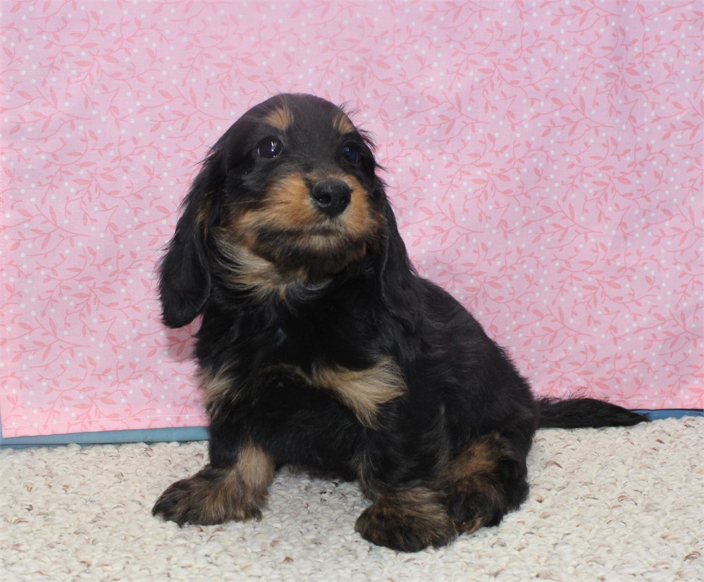 Female Dachshund