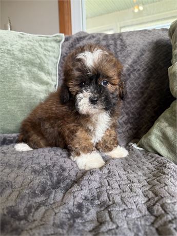 Fluffy Boy