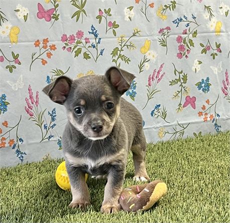 Chihuahua Male