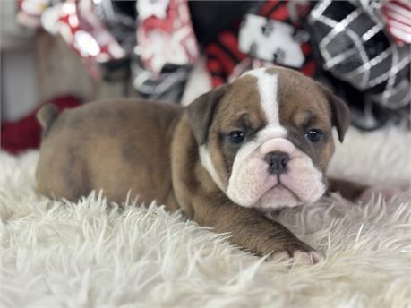 English Bulldog - Alma