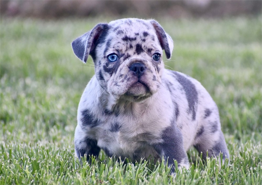 Jameson ~ Stunning AKC Merle Male French Bulldog!!