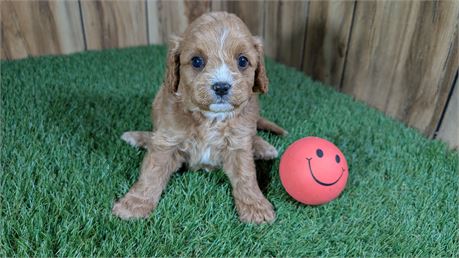 Red Cavapoo Female
