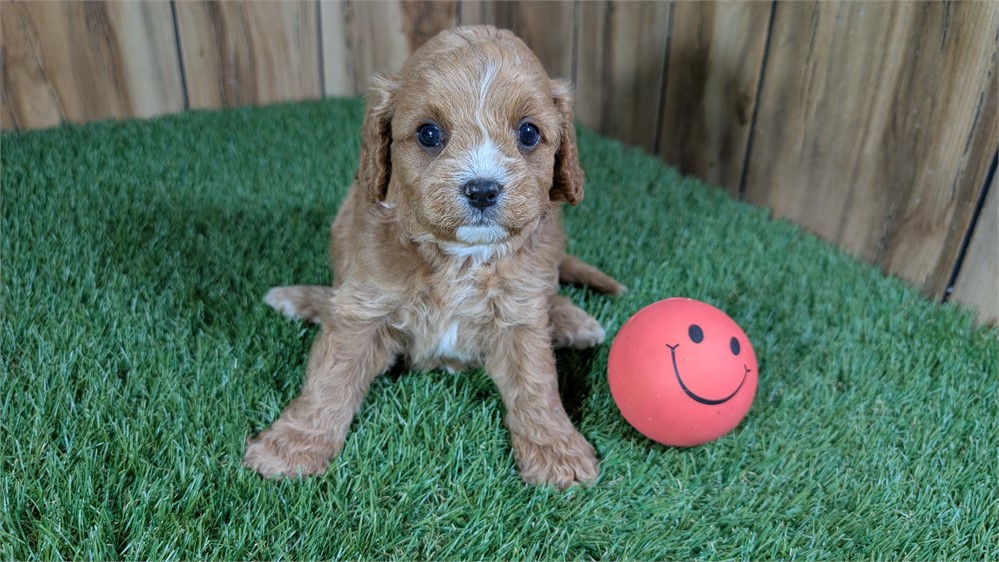 Red Cavapoo Female