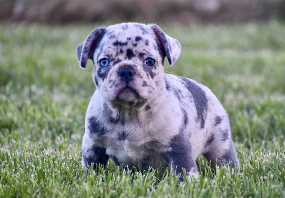 Jameson ~ Stunning AKC Merle Male French Bulldog!!