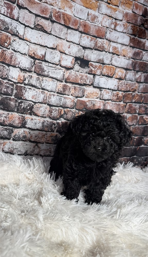 F2 mini golden doodle female