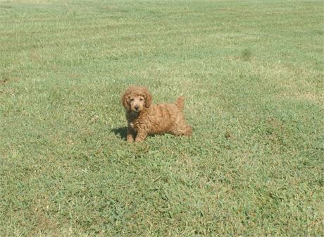 Male Moyen Poodle