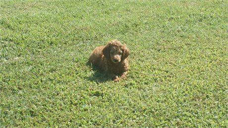 Male Moyen Poodle
