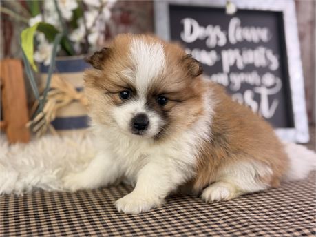 Sable & White Pomeranian - Ezzo