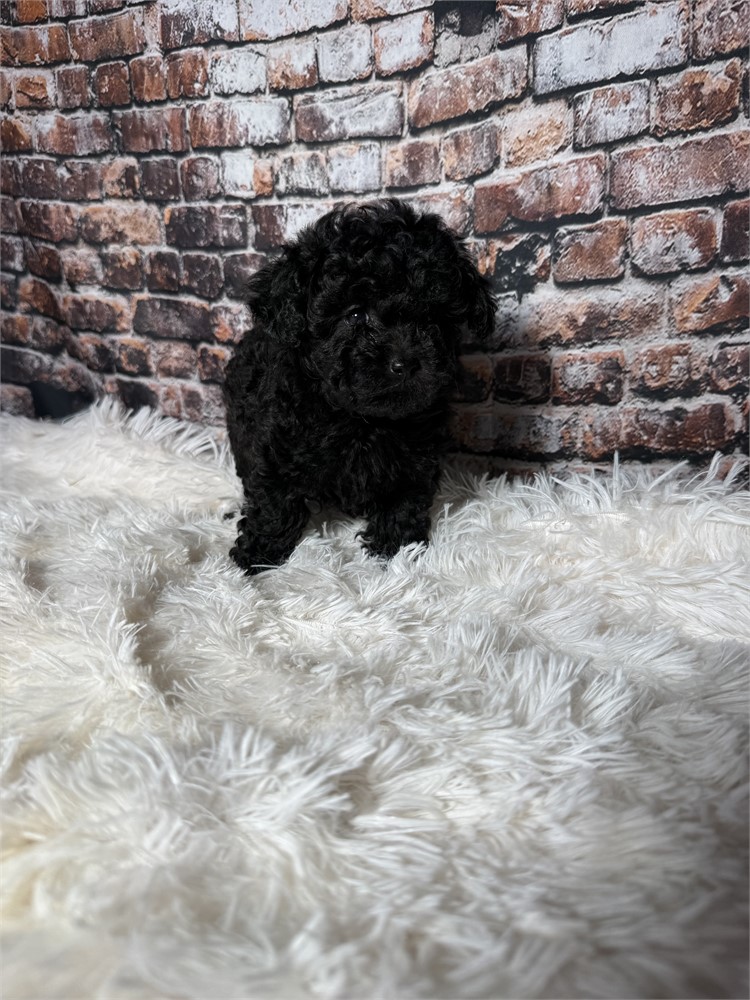 F2 mini golden doodle female