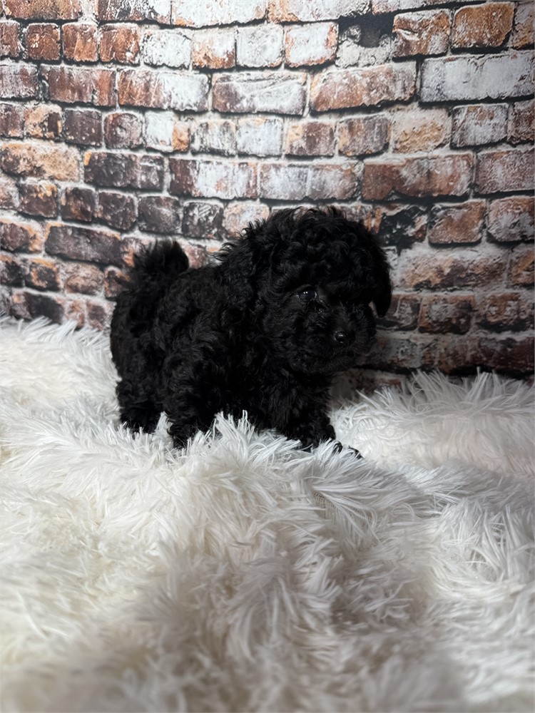 F2 mini golden doodle female