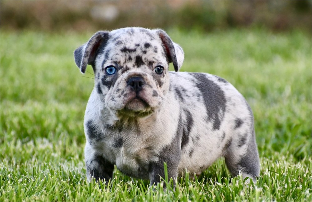 Jameson ~ Stunning AKC Merle Male French Bulldog!!