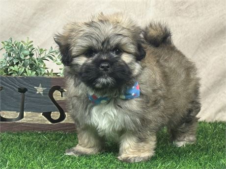 Adorable, fuzzy Male Shirianian