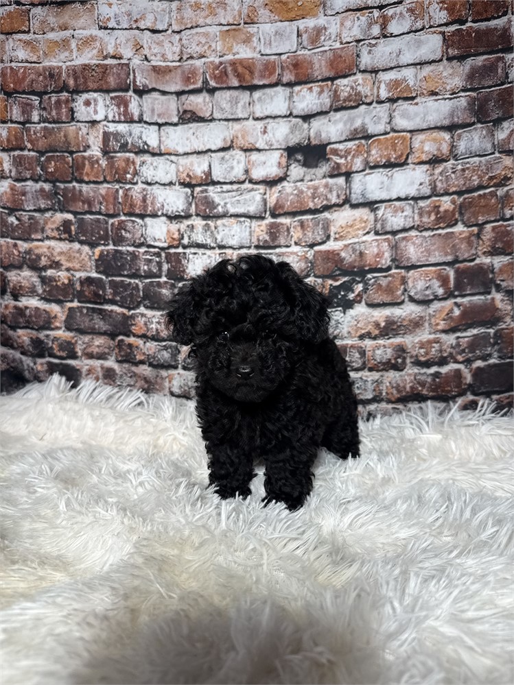 F2 mini golden doodle female