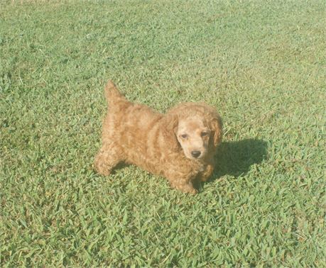Female Moyen Poodle