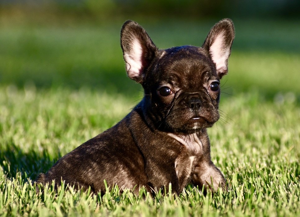 Alison ~ Cute AKC Black Brindle Female French Bulldog!!