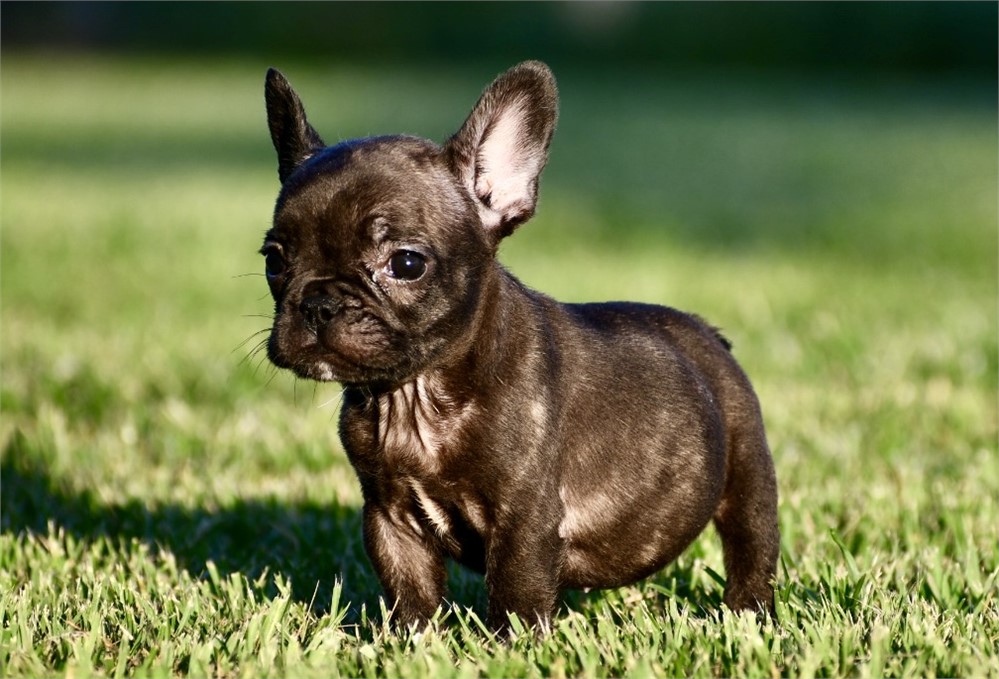 Alison ~ Cute AKC Black Brindle Female French Bulldog!!