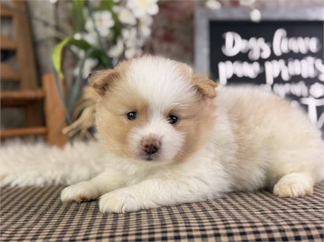 Cream & White Pomeranian - Ernie