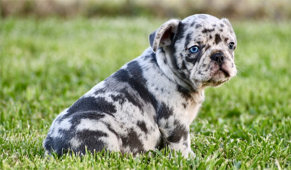 Jameson ~ Stunning AKC Merle Male French Bulldog!!