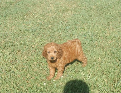Female Moyen Poodle