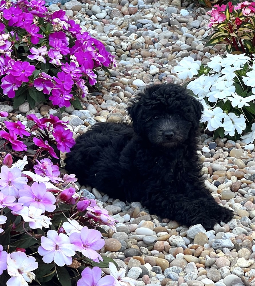 Maltipoo Male