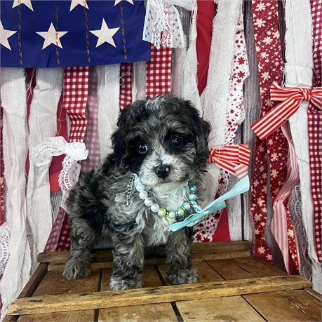 Female Miniature poodle